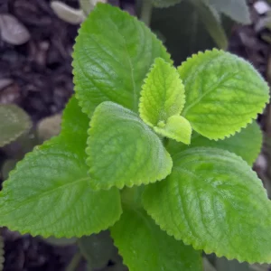 Cuban Oregano Live Plant - 4-6" Tall, Edible Aromatic Herb, Indoor/Outdoor - Image 2