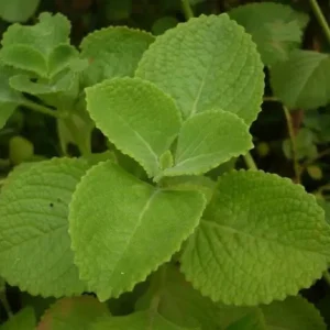 Cuban Oregano Live Plant - 4-6