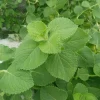 Cuban Oregano Live Plant - 4-6" Tall, Edible Aromatic Herb, Indoor/Outdoor - Image 1