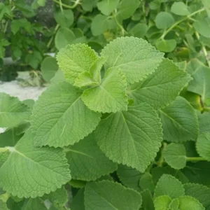 Cuban Oregano Live Plant - 4-6" Tall, Edible Aromatic Herb, Indoor/Outdoor - Image 1