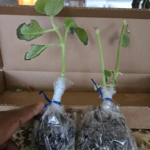 Cuban Oregano Live Plant - 4-6