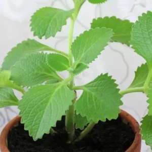 Cuban Oregano Live Plant - 4-6
