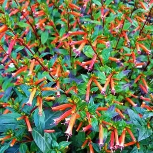 David Verity Cuphea Live Plants - Set of 2, 4-6 inch Tall, Attracts Hummingbirds - Image 6