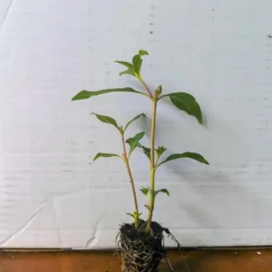 David Verity Cuphea Live Plants - Set of 2, 4-6 inch Tall, Attracts Hummingbirds - Image 7