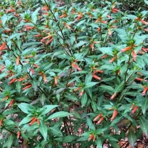 David Verity Cuphea Live Plants - Set of 2, 4-6 inch Tall, Attracts Hummingbirds - Image 9