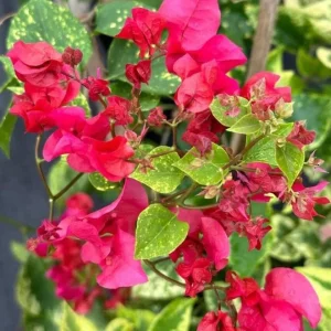 Double Red Bougainvillea Live Plant - Set of 2 - 4-6" Tall Tropical Vine - Image 2