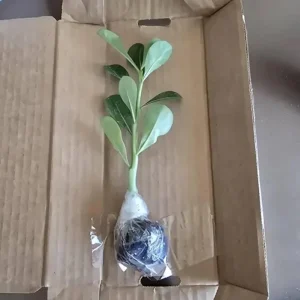 Double Yellow Desert Rose Live Plant - Adenium Obesum Starter - 6-8