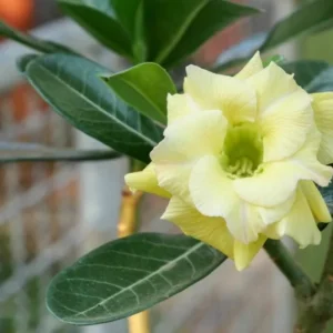 Double Yellow Desert Rose Live Plant - Adenium Obesum Starter 4-6
