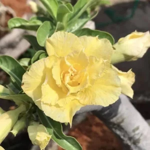 Double Yellow Desert Rose Live Plant - Adenium Obesum Starter 4-6" Tall - Image 1