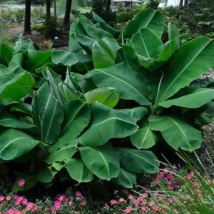 Dwarf Banana Plant Live - Truly Tiny Banana Tree Starter 4-6