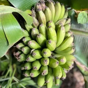 Dwarf Cavendish Banana Plant - Live Starter Tree 4-6