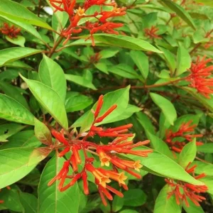 Dwarf Hamelia Live Plant - 2-Pack Starter Plants, 4-6" Tall, Orange Flowers, Hummingbird Friendly - Image 2
