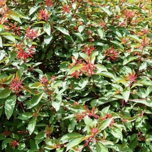 Dwarf Hamelia Live Plant - 2-Pack Starter Plants, 4-6