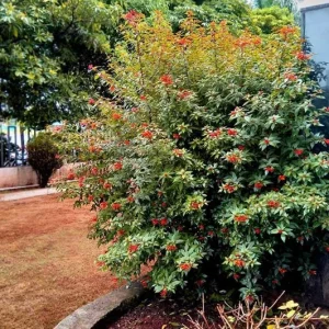 Dwarf Hamelia Live Plant - 2-Pack Starter Plants, 4-6