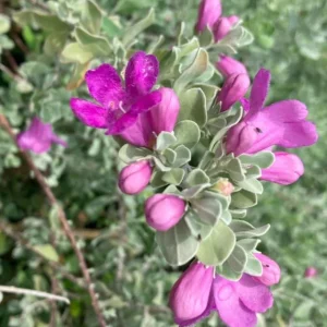 Dwarf Texas Sage Live Plant Starters (Leucophyllum) - Set of 4, 4-8” Tall, No Pot - Image 3