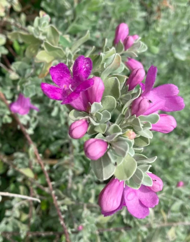 Dwarf Texas Sage Live Plant Starters (Leucophyllum) - Set of 4, 4-8” Tall, No Pot - Image 3