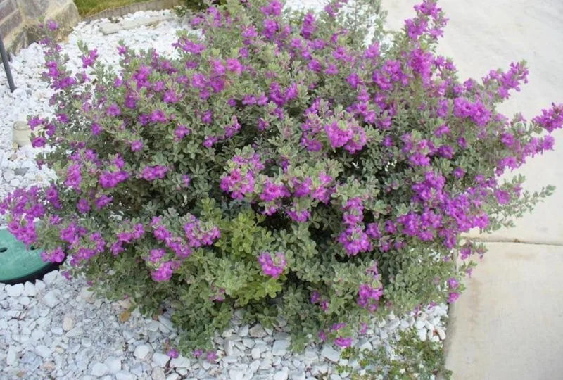 Dwarf Texas Sage Live Plant Starters (Leucophyllum) - Set of 4, 4-8” Tall, No Pot - Image 5