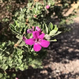 Dwarf Texas Sage Live Plant Starters (Leucophyllum) - Set of 4, 4-8” Tall, No Pot - Image 1