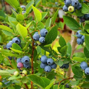 Elliott Blueberry Live Plant - Highbush Vaccinium elliottii - Starter Size - Outdoor Fruiting Shrub - Image 2