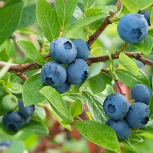 Elliott Blueberry Live Plant - Highbush Vaccinium elliottii - Starter Size - Outdoor Fruiting Shrub - Image 4