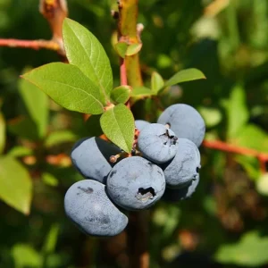 Elliott Blueberry Live Plant - Highbush Vaccinium elliottii - Starter Size - Outdoor Fruiting Shrub - Image 1