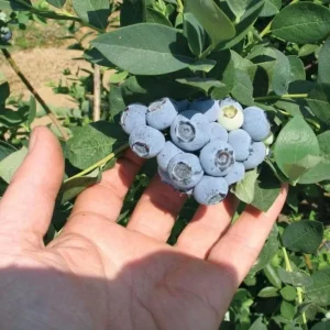 Emerald Blueberry Live Plant Set (2), 4-6" Tall, Edible Fruit Bush for Warm Climates - Image 2