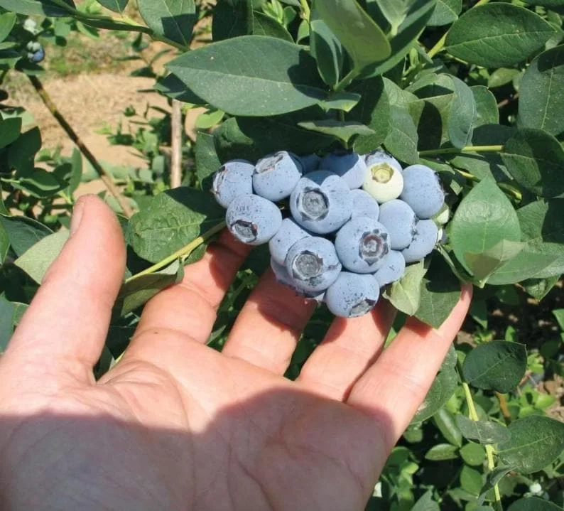 Emerald Blueberry Live Plant Set (2), 4-6" Tall, Edible Fruit Bush for Warm Climates - Image 2