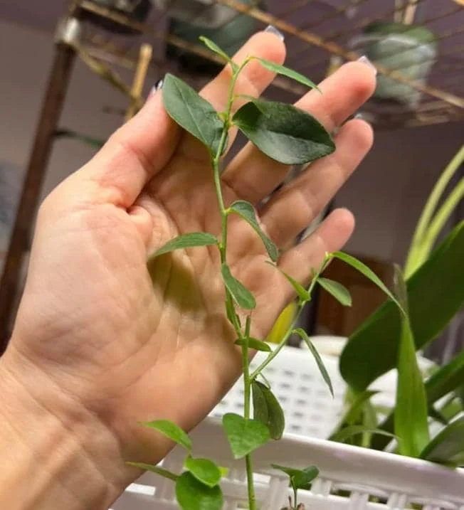 Emerald Blueberry Live Plant Set (2), 4-6" Tall, Edible Fruit Bush for Warm Climates - Image 3