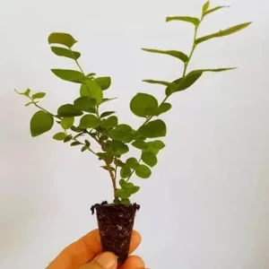 Emerald Blueberry Live Plant Set (2), 4-6