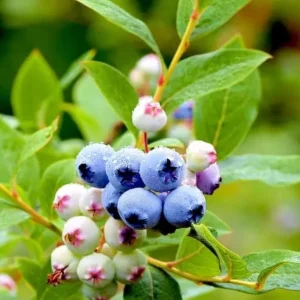 Emerald Blueberry Live Plant Set (2), 4-6