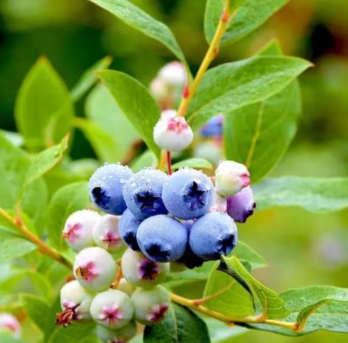 Emerald Blueberry Live Plant Set (2), 4-6" Tall, Edible Fruit Bush for Warm Climates - Image 5