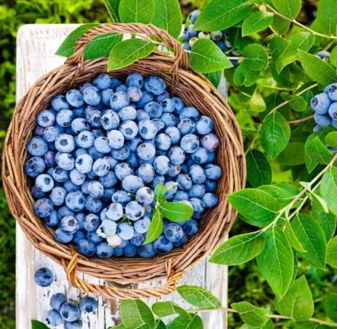 Emerald Blueberry Live Plant Set (2), 4-6" Tall, Edible Fruit Bush for Warm Climates - Image 6