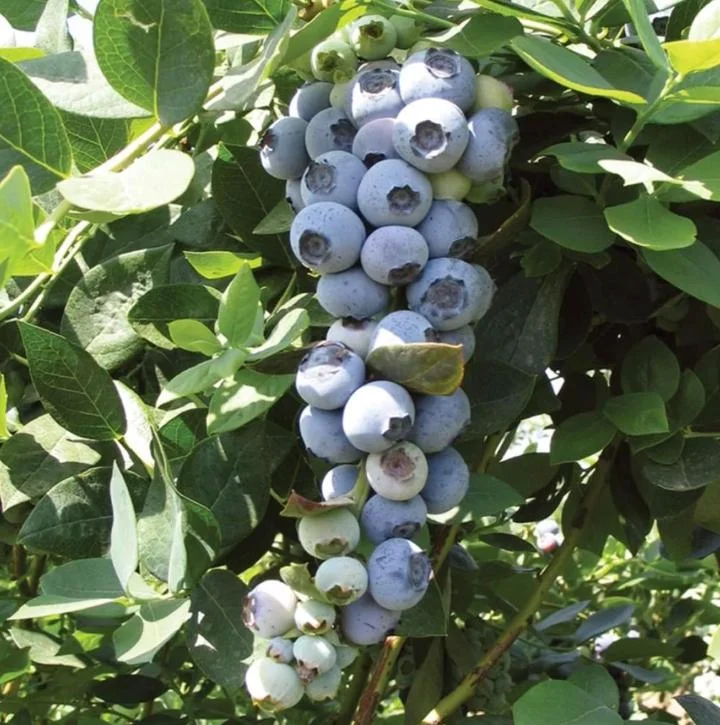 Emerald Blueberry Live Plant Set (2), 4-6" Tall, Edible Fruit Bush for Warm Climates - Image 1