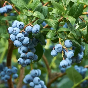 Emerald Blueberry Live Plant - Southern Highbush - 4-6" Tall Starter - Image 2