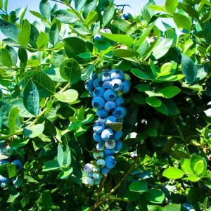 Emerald Blueberry Live Plant - Southern Highbush - 4-6