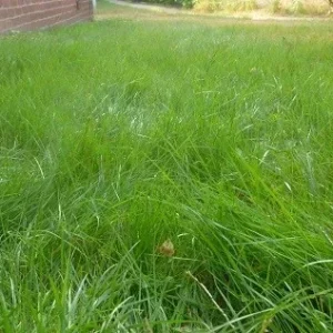 Emerald Zoysia Grass Seeds - 1/8 lb (2 oz) - Drought Tolerant Warm Season Lawn Seed - Image 1