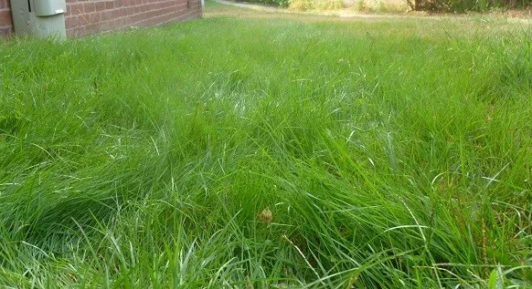 Emerald Zoysia Grass Seeds - 1/8 lb (2 oz) - Drought Tolerant Warm Season Lawn Seed - Image 1