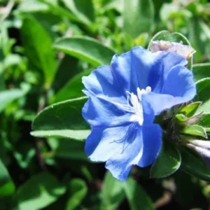 Evolvulus Blue Daze Live Plant – 2 Starter Plants, 4-6" Tall, Vibrant Blue Flowers - Image 2