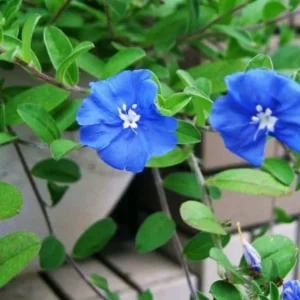 Evolvulus Blue Daze Live Plant – 2 Starter Plants, 4-6