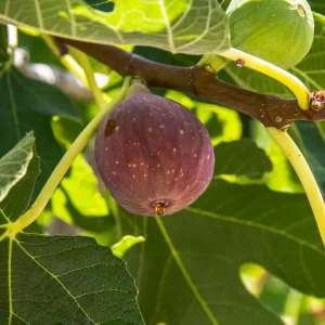 Fignomenal Fig Live Plant Set - 4 Dwarf Edible Fruit Trees 4-6" Tall - Image 2