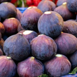 Fignomenal Fig Live Plant Set - 4 Dwarf Edible Fruit Trees 4-6