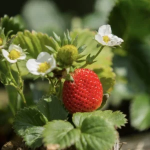 Florida Ember Strawberry Live Plants – Set of 2, 4-6” Tall – Fragaria x ananassa – Edible Fruit - Image 2