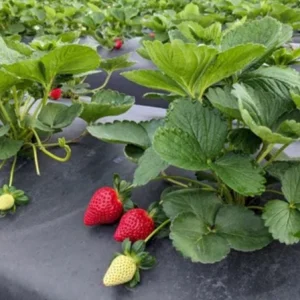 Florida Ember Strawberry Live Plants – Set of 2, 4-6” Tall – Fragaria x ananassa – Edible Fruit - Image 4