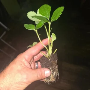 Florida Ember Strawberry Live Plants – Set of 2, 4-6” Tall – Fragaria x ananassa – Edible Fruit - Image 6
