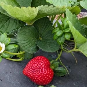 Florida Encore Strawberry Plants - Set of 2 Live Fruit Plants, 4-6" Tall, Edible - Image 2