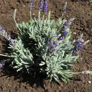 Godwins Creek Lavender Live Plants 4-6" Tall – Set of 6 – Fragrant, Pollinator-Friendly - Image 2