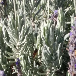 Godwins Creek Lavender Live Plants 4-6
