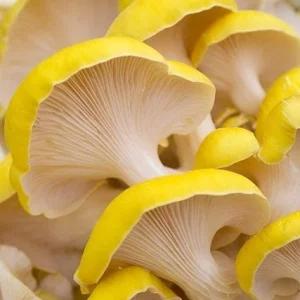 Golden Oyster Mushroom Spores & Mycelium Spawn Kit – Dry Seeds - Image 2