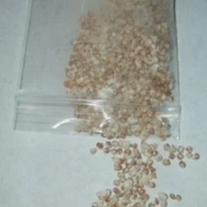 Golden Oyster Mushroom Spores & Mycelium Spawn Kit – Dry Seeds - Image 3