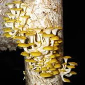 Golden Oyster Mushroom Spores & Mycelium Spawn Kit – Dry Seeds - Image 4